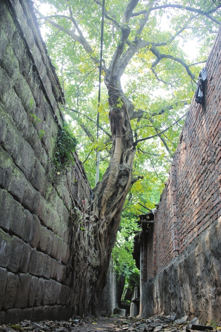 黄桷树